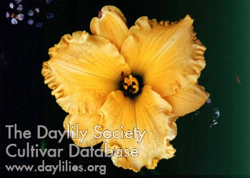 Daylily Indian River Memories